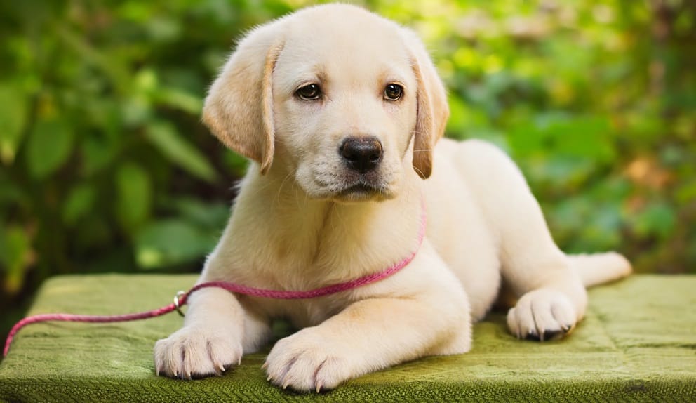 Labrador retriever